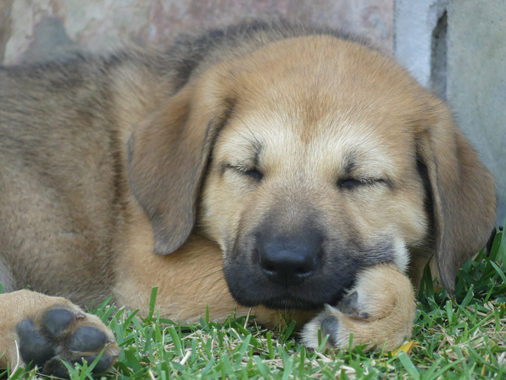 chinook dog